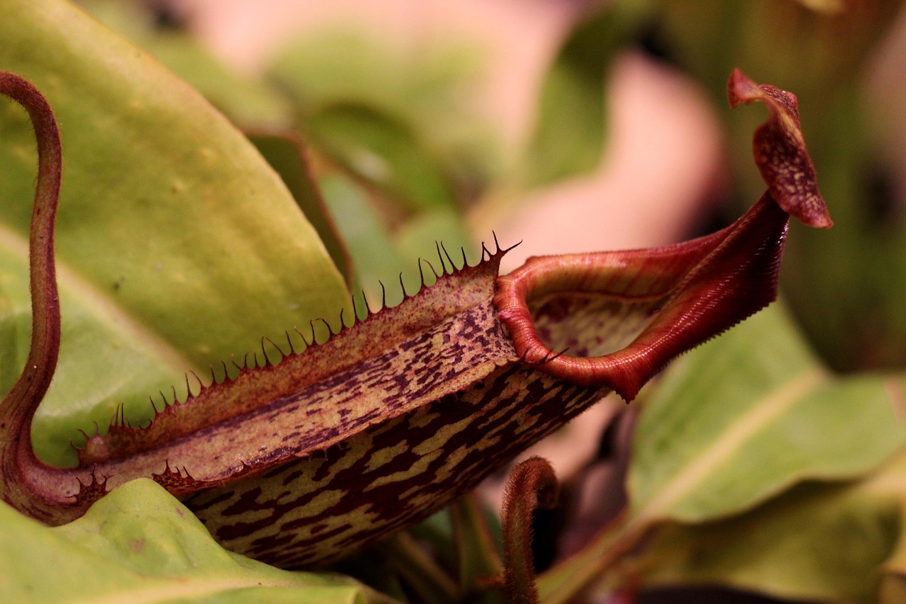 Nepenthes – planta carnivoră tropicală cu “capcane” spectaculoase