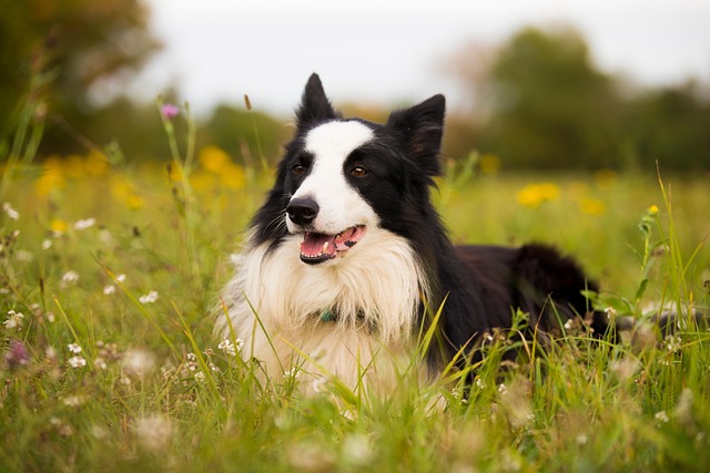 Border Collie: unul dintre cei mai inteligenți câini