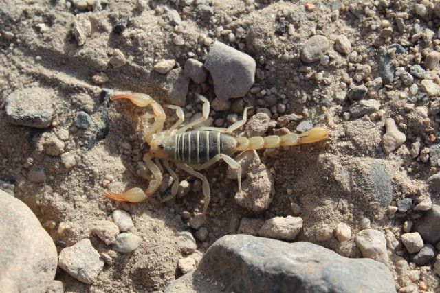 Smeringurus mesaensis: scorpionul deșertic adaptat la căldură și condiții extreme